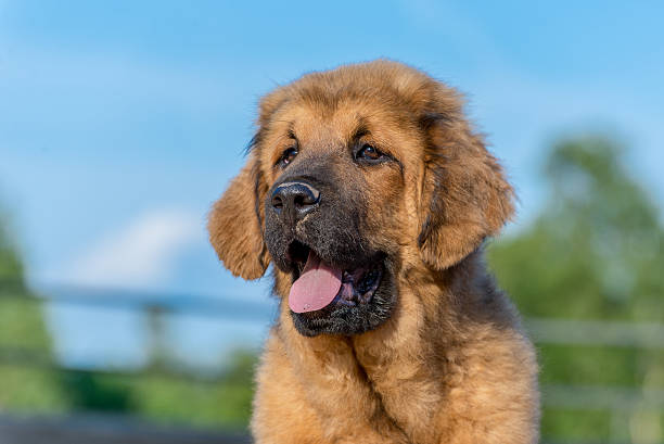 istock The Tibetan Mastiff. Puppy. 543056100