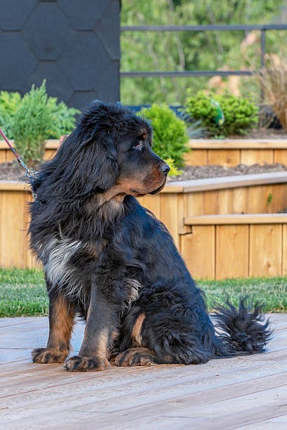 istock The Tibetan Mastiff. Puppy. 543056138