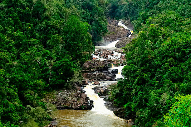 selva tropical de hoja perenne, rocas y caída de agua - tree waterfall water river fotografías e imágenes de stock