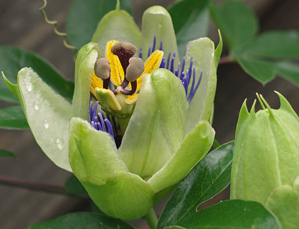 Close up of a passion flower bud while opening stock photo