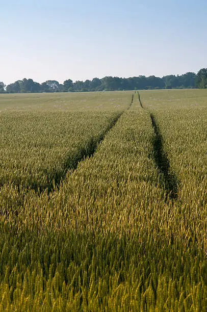 Tramline on green wheat field