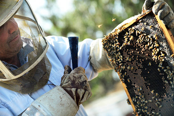 Collecting honey for Rosh Hashana Ashkelon, Israel - October 24, 2010: A beekeeper is collecting honey exporters stock pictures, royalty-free photos & images