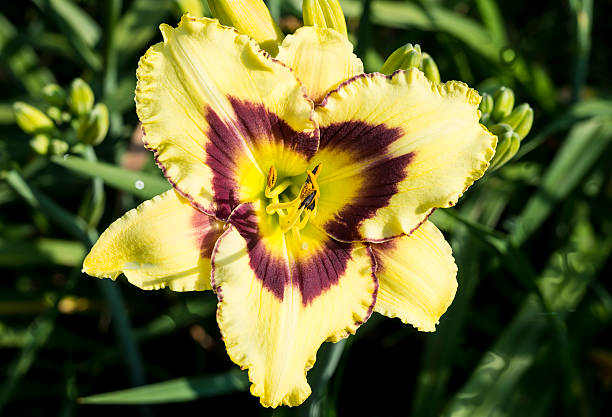 istock hemerocallis yellow flower 543058496