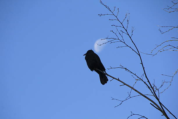 istock Female Blackbird and Moon 543058958