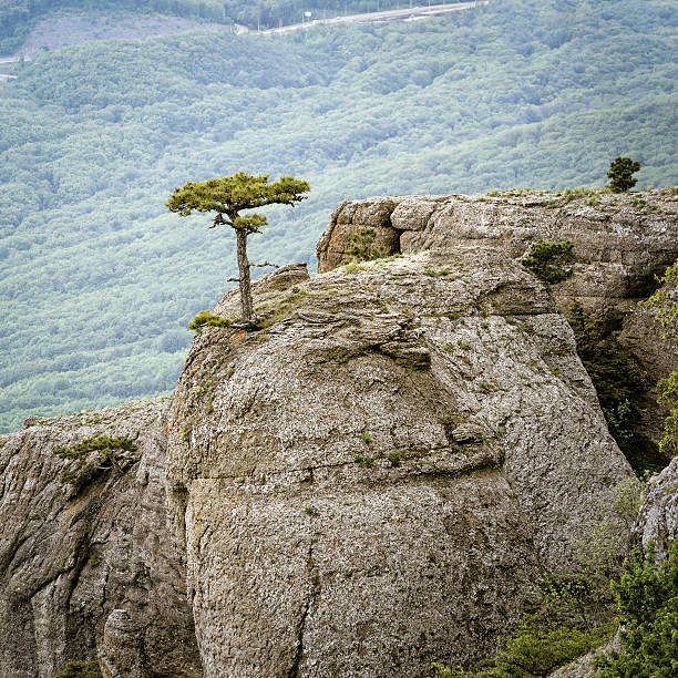 istock Lonely tree on a rock, landscape of Crimea 543059158