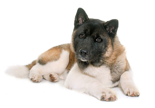 istock young american akita 543059428