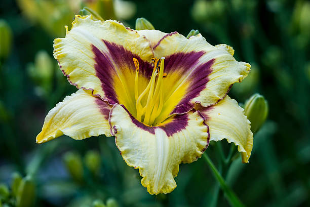 istock hemerocallis yellow flower 543059470
