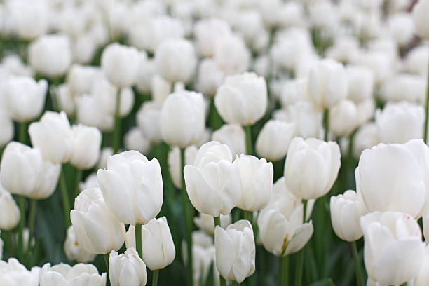 Beautiful white tulips flowerbed closeup. Flower background Beautiful white tulips flowerbed closeup. Flower background. Summer garden landscape design. white tulips stock pictures, royalty-free photos & images