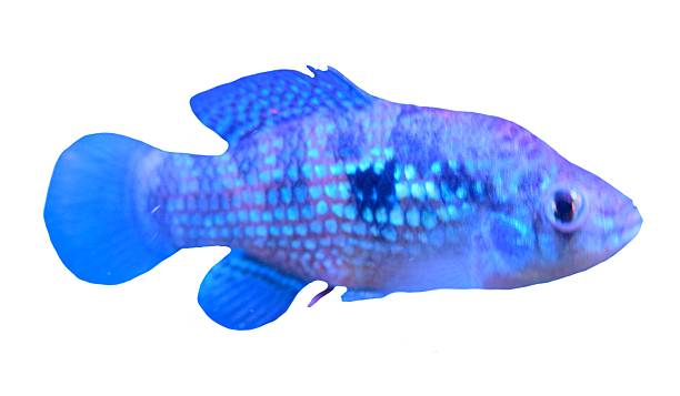 istock blue cichlid tropical fish isolated white background 543059978
