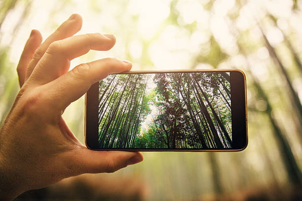 istock Taking a photo of bamboo forest 543060192