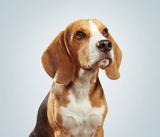 istock Studio portrait of beagle dog over light gray background 543060276