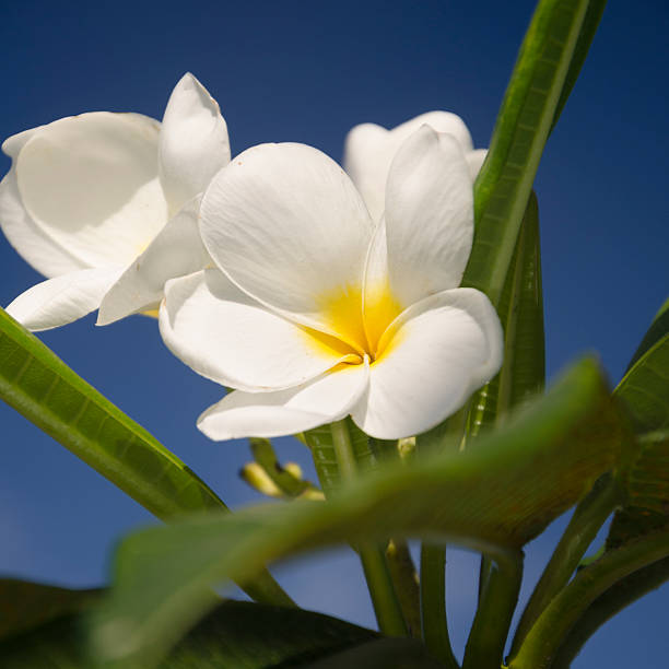 プルメリア 広場 - clear sky flower part flower macro ストックフォトと画像