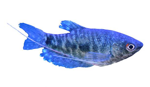 istock blue dwarf gourami tropical fish isolated white background 543060620