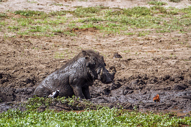 istock Common warthog in Kruger National park, South Africa 543060728