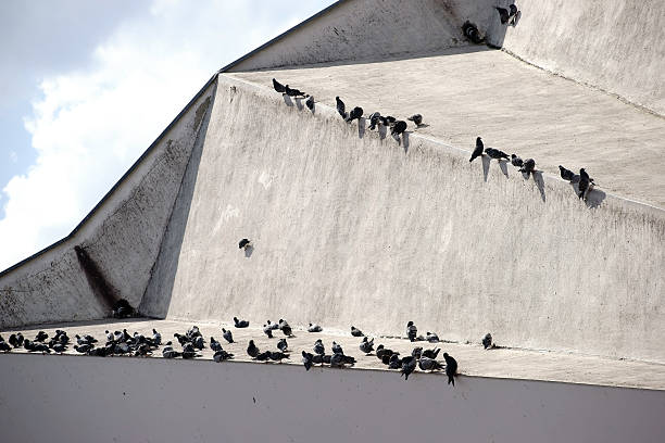 A group of many pigeons sitting on a striking roof.
