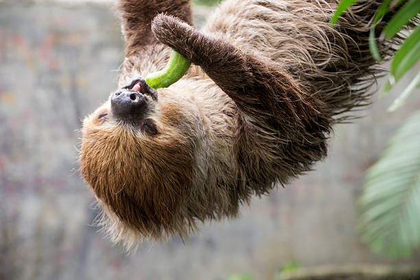 Closed up Young Hoffmann's two-toed sloth eating cucumber