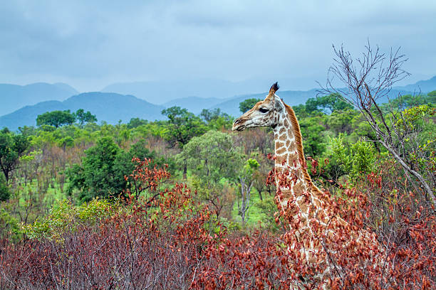 istock Giraffe in Kruger National park, South Africa 543062348
