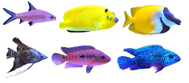 istock tropical fish set breeds types isolated white background 543062804