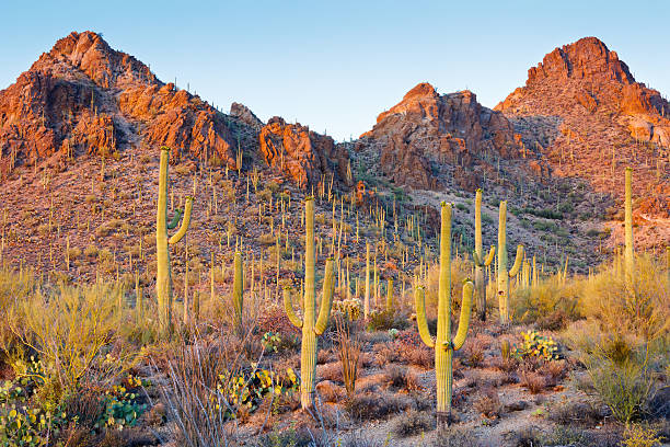 l'arizona désert de sonora et de cactus saguaro - sonoran desert cactus landscaped desert photos et images de collection