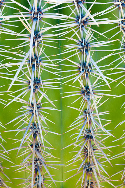 cactus saguaro - organ pipe cactus fotografías e imágenes de stock