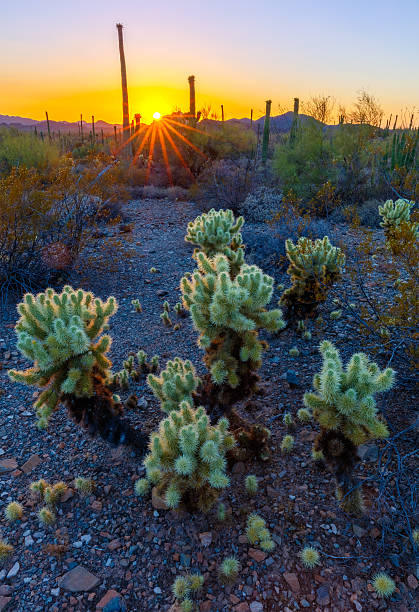 istock Cholla Cactus in Arizona Desert 543063340