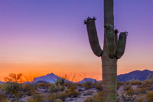 cactus saguaro en crepúsculo en el desierto de arizona - organ pipe cactus fotografías e imágenes de stock