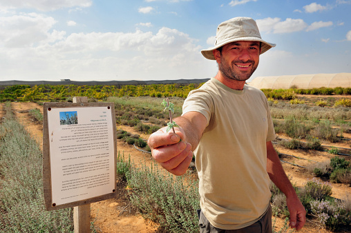 Negev, Israel - April 6, 2011: An Israeli farmer shows his produce during desert farming in the Negev, Israel. Israel is a major exporter of fresh produce and a world-leader in agricultural technologies despite its climate.