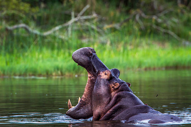 ippopotamo parco nazionale di kruger, sudafrica - animal hippopotamus africa yawning foto e immagini stock