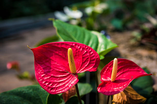 istock Beautiful spadix or flamingo flower 543065446