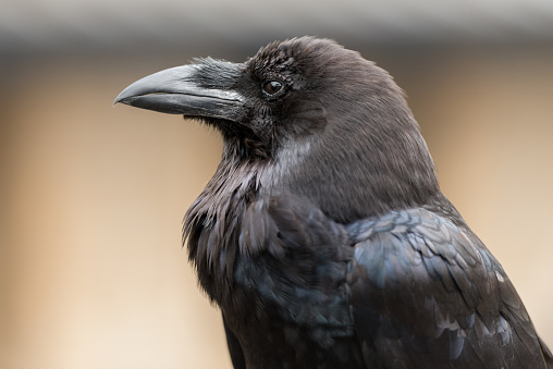 A close up of a black raven.