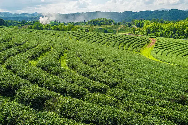 Choui Fong Tea plantations in Chiangrai the northern province in Thailand.