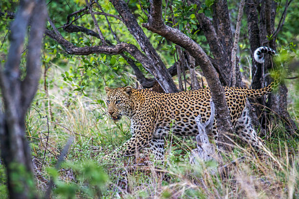 istock Leopard in Kruger National park, South Africa 543067458