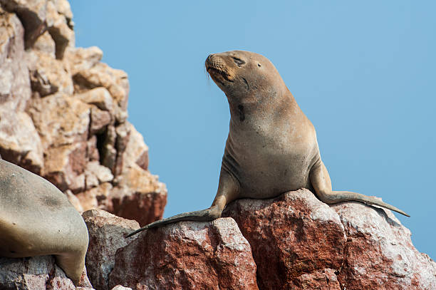 istock Group of fur seals sunbathing on the red cliffs 543067562