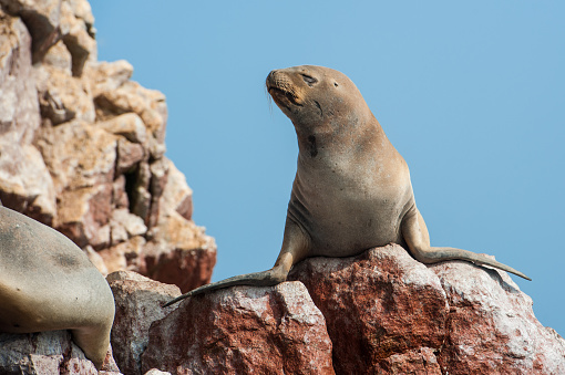 Isle of Ballestas, National Wildlife Preserve near Paracas, Peru