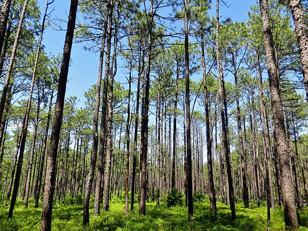istock Forest of tall pine trees and a bright blue sky 543068996