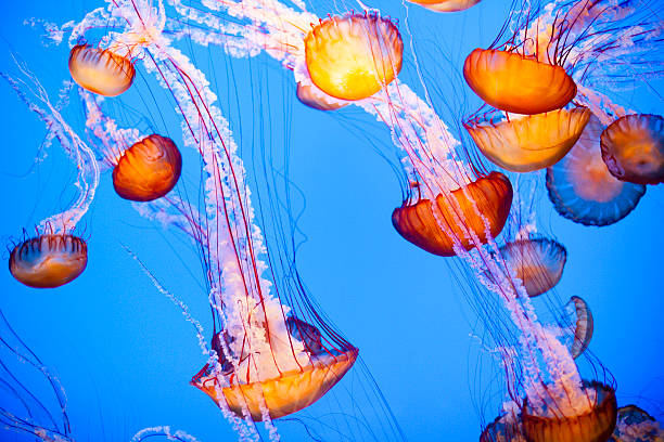 medusa galleggianti in acqua - scyphozoan foto e immagini stock