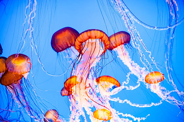 Jellyfish Floating in Water Jellyfish floating in water, vibrant orange, pink and blue colors. jellyfish stock pictures, royalty-free photos & images