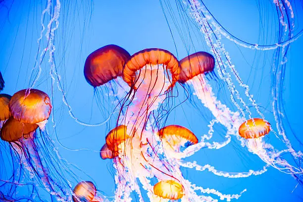 Jellyfish floating in water, vibrant orange, pink and blue colors.