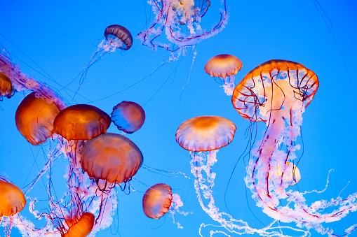 Jellyfish floating in water, vibrant orange, pink and blue colors.