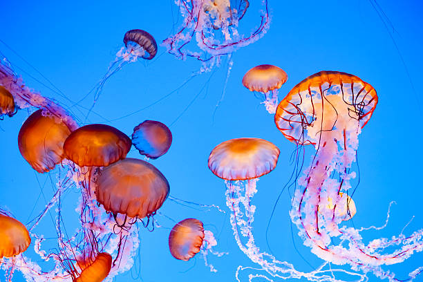 Jellyfish Floating in Water Jellyfish floating in water, vibrant orange, pink and blue colors. stinging photos stock pictures, royalty-free photos & images