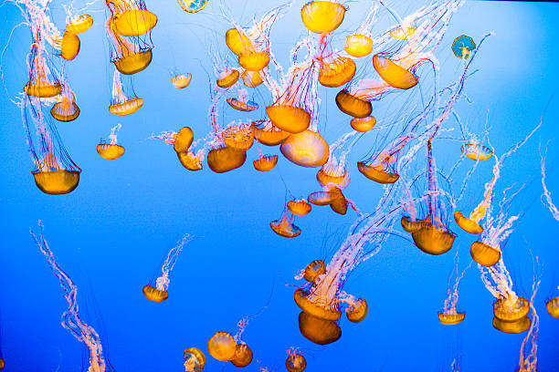 istock Jellyfish Floating in Water 543069956
