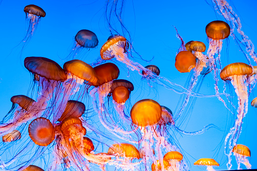 Jellyfish floating in water, vibrant orange, pink and blue colors.