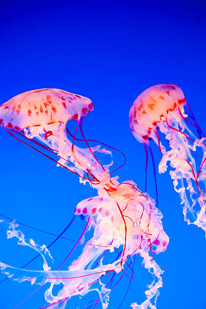 istock Jellyfish Floating in Water 543069988