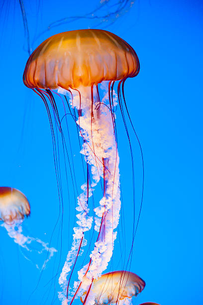 água-viva flutuando na água - scyphozoan - fotografias e filmes do acervo