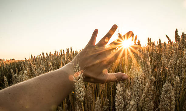 istock Sunrays among the fingers on the wheat 543070272