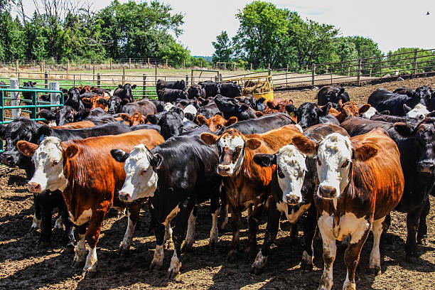 Cattle Cattle in the feedlot. beef cattle feeding stock pictures, royalty-free photos & images