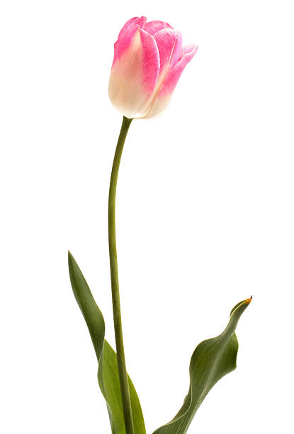 istock Pink tulip flower 543071220