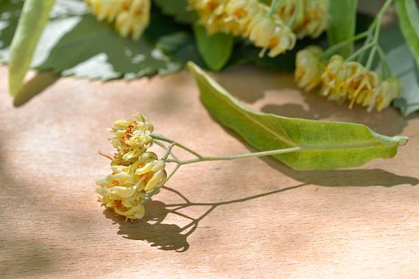 Linden flowers on a old wooden background
