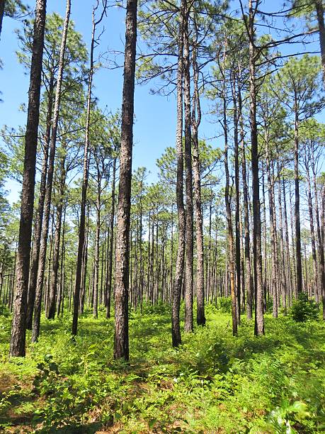 istock Forest of tall pine trees 543071294