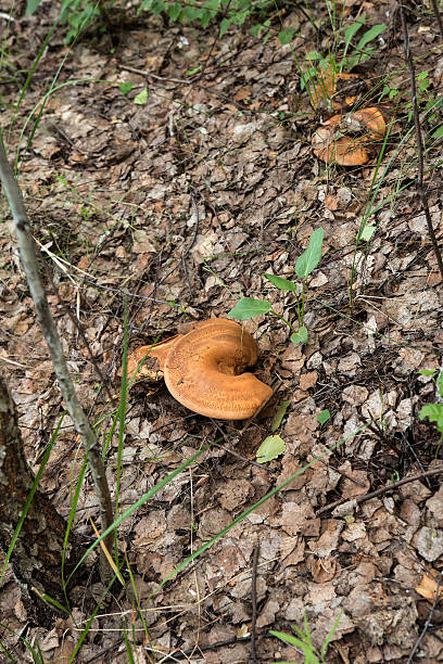 istock Paxillus involutus, commonly known as the brown roll-rim 543071362